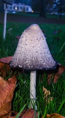 Coprinus comatus