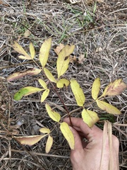 Apiales