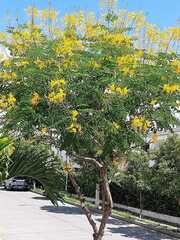 Handroanthus chrysanthus