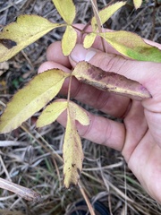Apiales