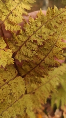 Dryopteris carthusiana