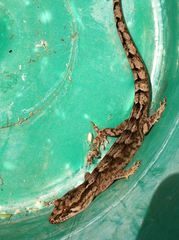 Dactylocnemis pacificus