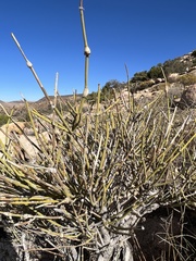Ephedra californica