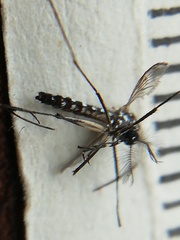 Aedes