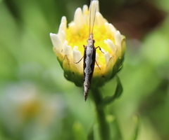 Plutella xylostella-australiana