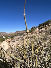 Ephedra californica