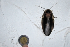 Blaberus craniifer