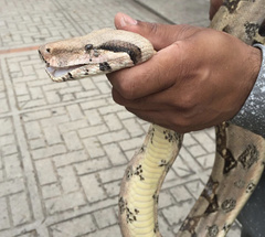 Boa constrictor