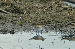 Calidris fuscicollis