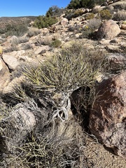 Ephedra californica