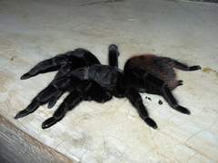 Tliltocatl epicureanus