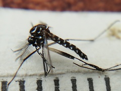 Aedes