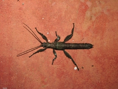 Prisopus
