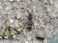 Therevidae