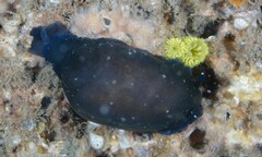 Dendrodoris nigra