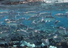 Crenimugil crenilabis