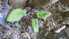 Mickelopteris cordata