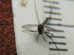 Aedes