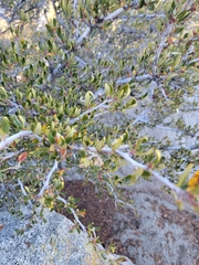 Cercocarpus