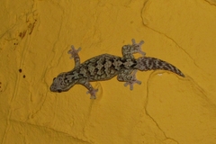 Thecadactylus rapicauda