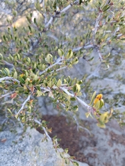 Cercocarpus