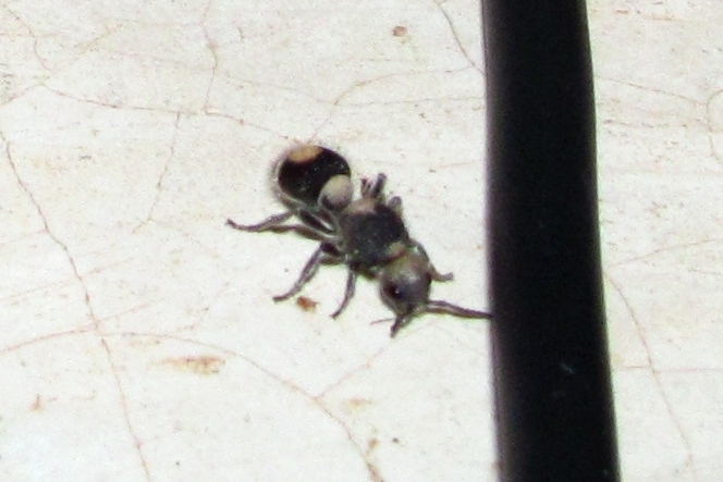Haathi Insect Sphaeropthalma hati from Reserva Biocultural Kaxil Kiuic, Yucatan ...