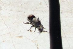Sphaeropthalma hati
