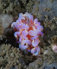 Phyllodesmium poindimiei