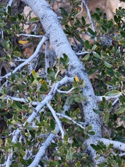Cercocarpus