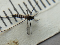 Aedes