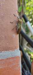 Pachylis laticornis