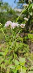 Eupatorieae