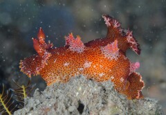 Plocamopherus imperialis