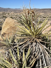 Yucca schidigera