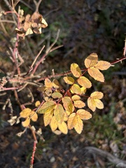 Rosa acicularis