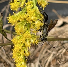 Isodontia