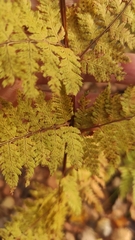 Dryopteris carthusiana