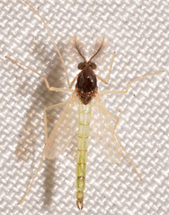 Endochironomus nigricans