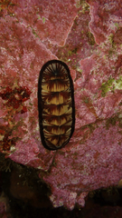 Chiton magnificus