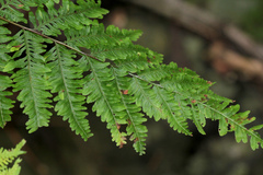 Pteris tremula