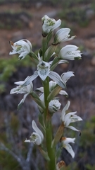 Chloraea multiflora