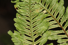 Pteris tremula