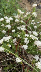 Pimelea