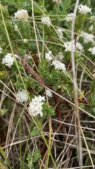 Pimelea
