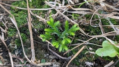 Selaginella ciliaris