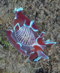 Hydatina physis