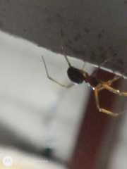 Steatoda grossa