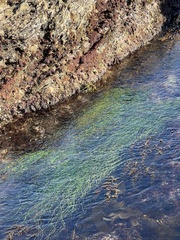 Phyllospadix torreyi