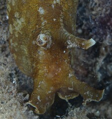 Aplysia sydneyensis