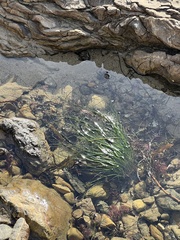 Phyllospadix torreyi